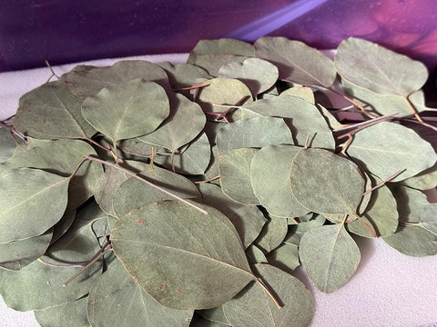 10 Silver Dollar Eucalyptus | Dried Preserved Eucalyptus Branches | Floral Arrangement Supplies | Wedding Greenery Decor