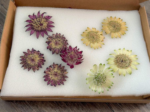 Pressed Astrantia Flowers | Dried for Resin Art | Floral Craft Supplies | Wedding Decor | Real Blooms