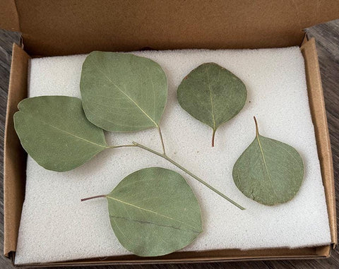 10 Silver Dollar Eucalyptus | Dried Preserved Eucalyptus Branches | Floral Arrangement Supplies | Wedding Greenery Decor