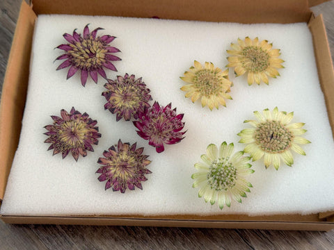 Pressed Astrantia Flowers | Dried for Resin Art | Floral Craft Supplies | Wedding Decor | Real Blooms