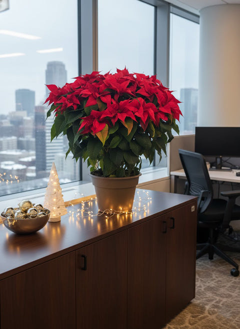 Vibrant Red Poinsettia Plant - Perfect Christmas Decor & Holiday Gift