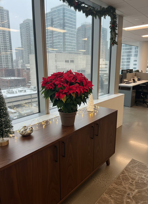 Vibrant Red Poinsettia Plant - Perfect Christmas Decor & Holiday Gift