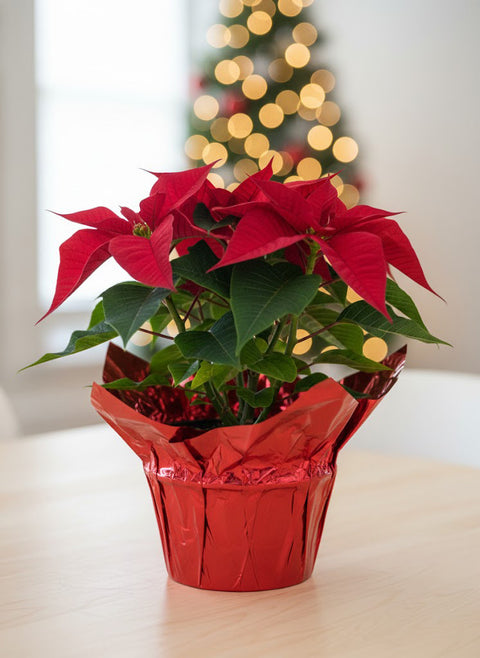 Vibrant Red Poinsettia Plant - Perfect Christmas Decor & Holiday Gift