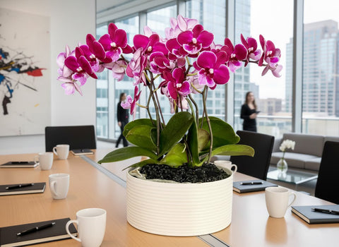 Mini Phalaenopsis Orchid Planter – Elegant Desk & Corporate Gift