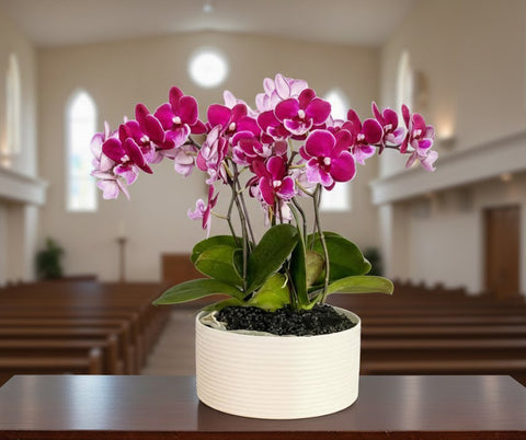 Mini Phalaenopsis Orchid Planter – Elegant Desk & Corporate Gift