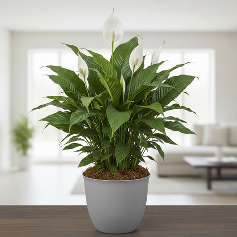 peace lily shopping Spathiphyllum – Peace Lily Plant