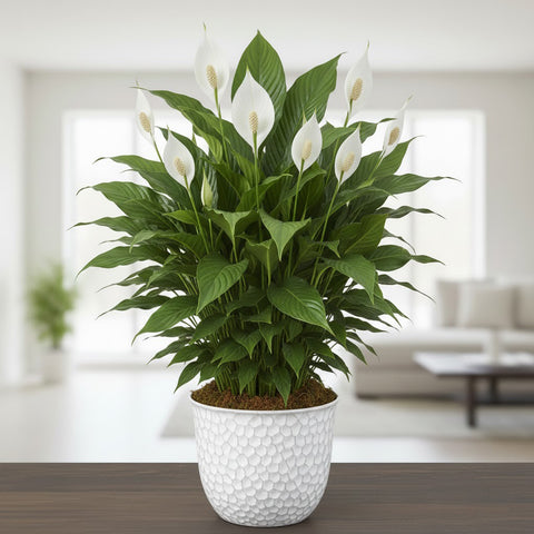 indoor peace lily Spathiphyllum – Peace Lily Plant